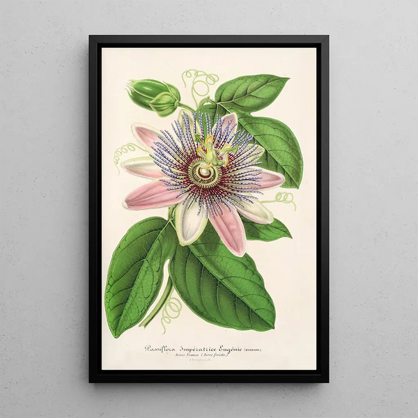 Reproduction of the painting Passiflora impératrice Eugénie hybride - Charles Antoine Lemaire