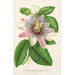 Reproduction of the painting Passiflora impératrice Eugénie hybride - Charles Antoine Lemaire
