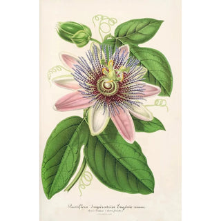 Reproduction of the painting Passiflora impératrice Eugénie hybride - Charles Antoine Lemaire