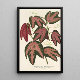 Reproduction of the painting Passiflora trifasciata - Charles Antoine Lemaire