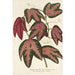Reproduction of the painting Passiflora trifasciata - Charles Antoine Lemaire
