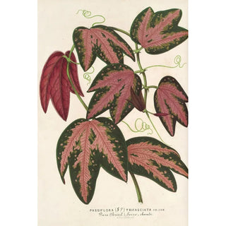 Reproduction of the painting Passiflora trifasciata - Charles Antoine Lemaire