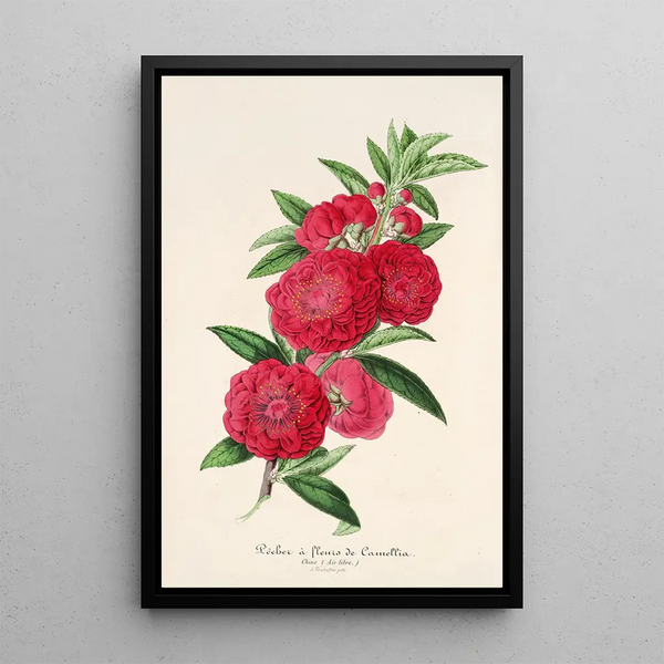 Reproduction of the painting Flowering Camellia Fish Painting - Charles Antoine Lemaire