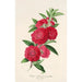Reproduction of the painting Flowering Camellia Fish Painting - Charles Antoine Lemaire