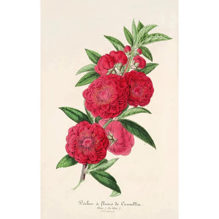 Reproduction of the painting Flowering Camellia Fish Painting - Charles Antoine Lemaire