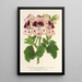 Reproduction of the painting Pélargonium des fleuristes fi remontantes Souvenir de Wilhelma - Charles Antoine Lemaire