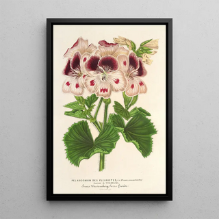 Reproduction of the painting Pélargonium des fleuristes fi remontantes Souvenir de Wilhelma - Charles Antoine Lemaire
