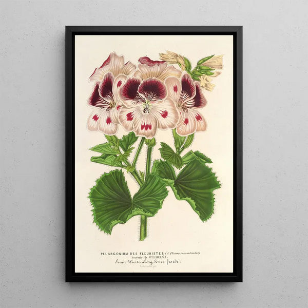 Reproduction of the painting Pélargonium des fleuristes fi remontantes Souvenir de Wilhelma - Charles Antoine Lemaire