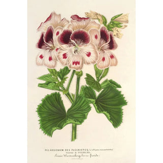 Reproduction of the painting Pélargonium des fleuristes fi remontantes Souvenir de Wilhelma - Charles Antoine Lemaire