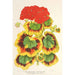 Pélargonium zonale var. Lady Collum - Charles Antoine Lemaire — artwork view