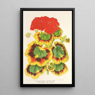 Pélargonium zonale var. Lady Collum - Charles Antoine Lemaire — framed artwork on a wall