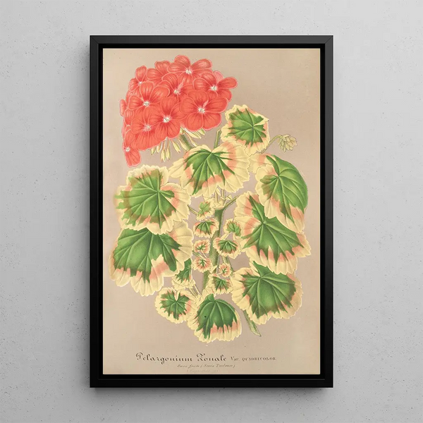Reproduction of the painting Pélargonium zonale var. quadricolor - Charles Antoine Lemaire