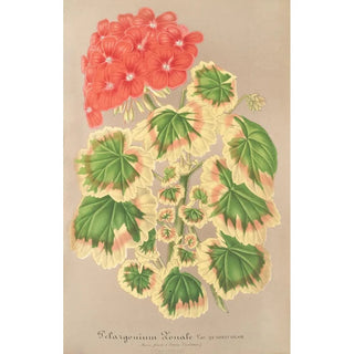 Reproduction of the painting Pélargonium zonale var. quadricolor - Charles Antoine Lemaire