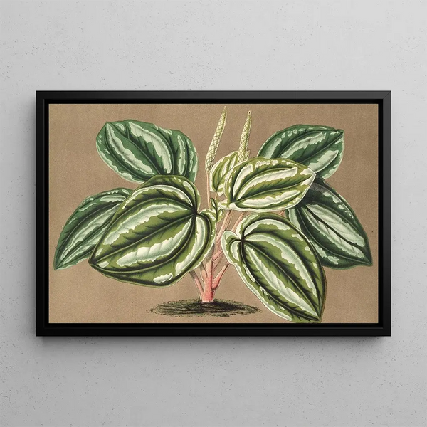 Peperomia Verschaffeltii - Charles Antoine Lemaire — framed artwork on a wall