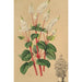 Peperomia resediflora - Charles Antoine Lemaire — artwork view
