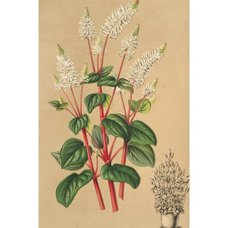 Peperomia resediflora - Charles Antoine Lemaire — artwork view