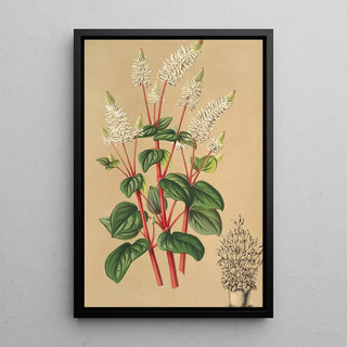 Peperomia resediflora - Charles Antoine Lemaire — framed artwork on a wall