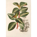 Peperomia velutina - Charles Antoine Lemaire — artwork view