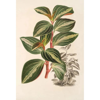Peperomia velutina - Charles Antoine Lemaire — artwork view
