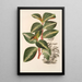 Peperomia velutina - Charles Antoine Lemaire — framed artwork on a wall