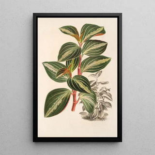 Peperomia velutina - Charles Antoine Lemaire — framed artwork on a wall