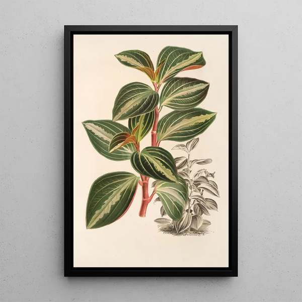 Peperomia velutina - Charles Antoine Lemaire — framed artwork on a wall
