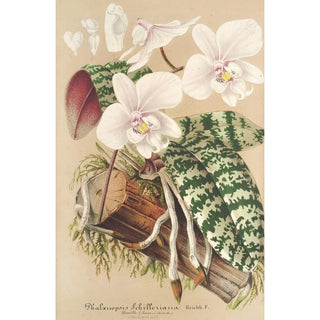 Phalaenopsis schilleriana - Charles Antoine Lemaire — artwork view