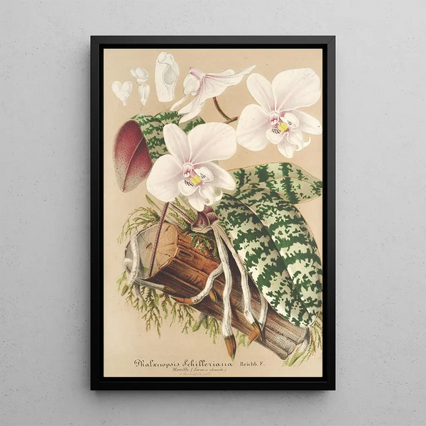 Phalaenopsis schilleriana - Charles Antoine Lemaire — framed artwork on a wall