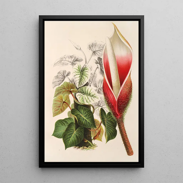 Reproduction of the painting Philodendron daguense - Charles Antoine Lemaire