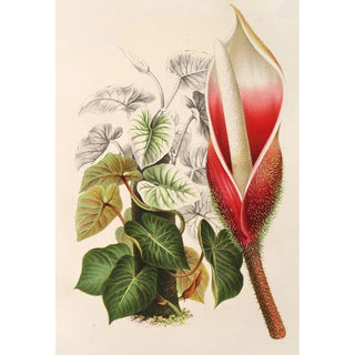 Reproduction of the painting Philodendron daguense - Charles Antoine Lemaire