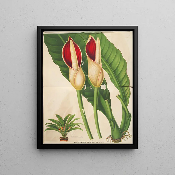 Philodendron calophyllum - Charles Antoine Lemaire — framed artwork on a wall