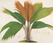 Phnicophorium of Seychelles - Charles Antoine Lemaire — artwork view