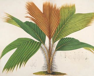 Phnicophorium of Seychelles - Charles Antoine Lemaire — artwork view
