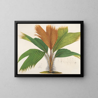 Phnicophorium of Seychelles - Charles Antoine Lemaire — framed artwork on a wall