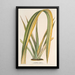 Reproduction of the painting Phormium tenax fol. var. - Charles Antoine Lemaire