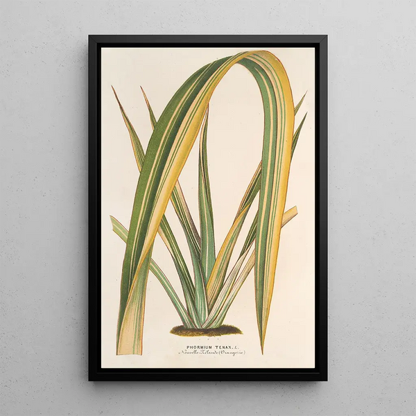 Reproduction of the painting Phormium tenax fol. var. - Charles Antoine Lemaire