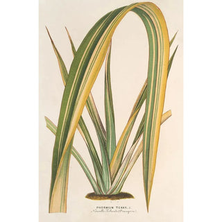 Reproduction of the painting Phormium tenax fol. var. - Charles Antoine Lemaire