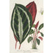 Phrynium maranta vandenheckei - Charles Antoine Lemaire — artwork view