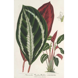 Phrynium maranta vandenheckei - Charles Antoine Lemaire — artwork view