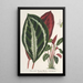 Phrynium maranta vandenheckei - Charles Antoine Lemaire — framed artwork on a wall