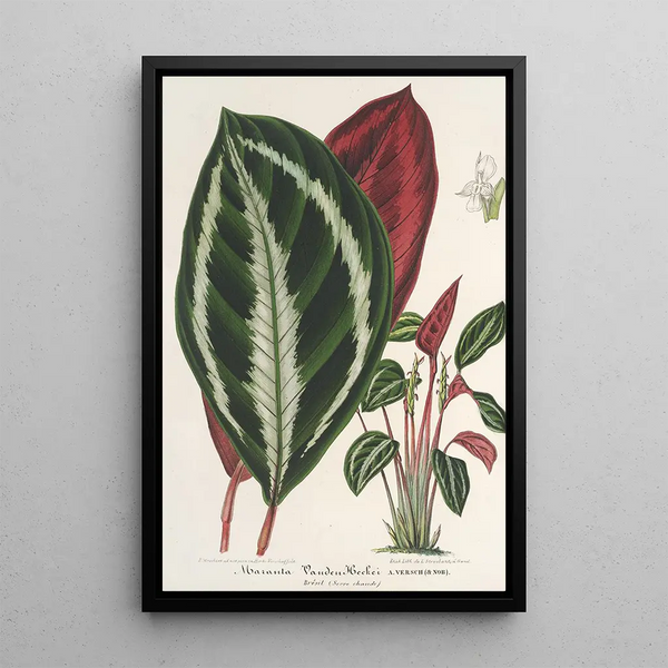 Phrynium maranta vandenheckei - Charles Antoine Lemaire — framed artwork on a wall