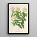 Reproduction of the painting Pimelea elegans - Charles Antoine Lemaire