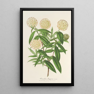 Reproduction of the painting Pimelea elegans - Charles Antoine Lemaire