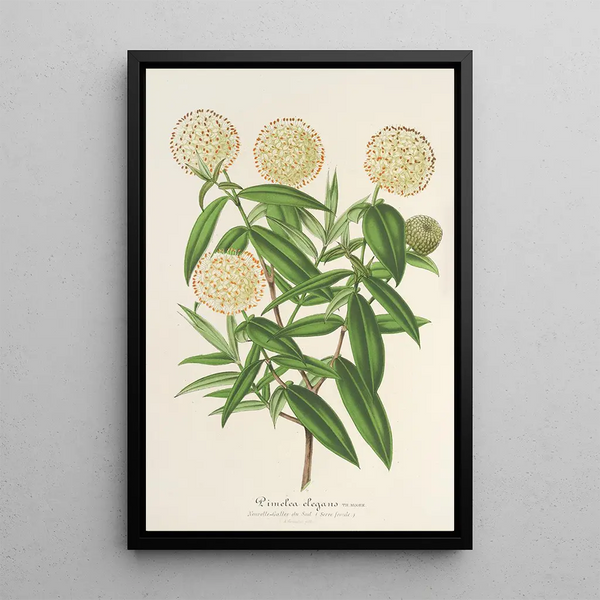 Reproduction of the painting Pimelea elegans - Charles Antoine Lemaire