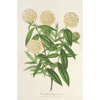 Reproduction of the painting Pimelea elegans - Charles Antoine Lemaire