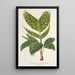 Reproduction of the painting Pinanga maculata - Charles Antoine Lemaire