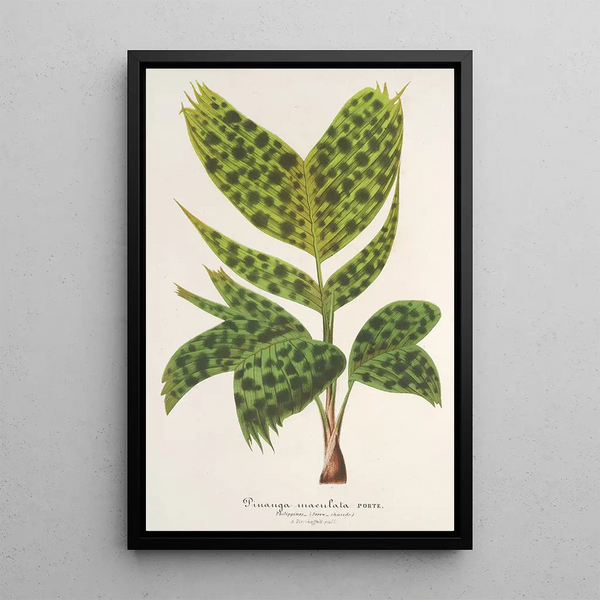 Reproduction of the painting Pinanga maculata - Charles Antoine Lemaire
