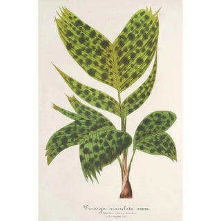 Reproduction of the painting Pinanga maculata - Charles Antoine Lemaire