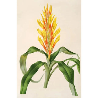 Pitcairnia andreana - Charles Antoine Lemaire — artwork view