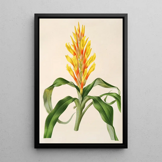 Pitcairnia andreana - Charles Antoine Lemaire — framed artwork on a wall